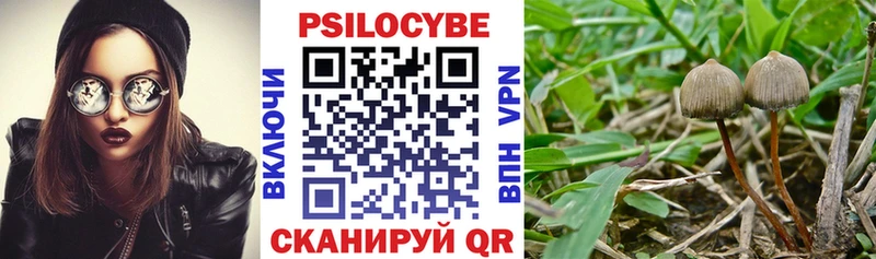 магазин    Сусуман  Галлюциногенные грибы прущие грибы 